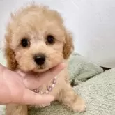 タイニープードル