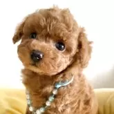 ティーカッププードル