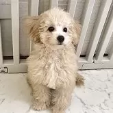 トイプードル(トイ)
