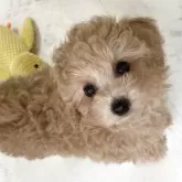 タイニープードル