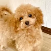 タイニープードル