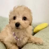 タイニープードル【福岡県・男の子・2025年9月29日・オレンジ・フォーン】の写真6