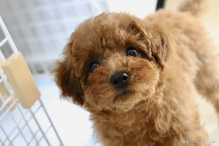 野口莉加 様のお迎えした子犬