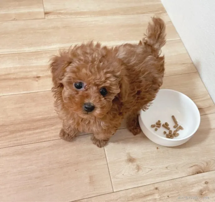 ID:2201-00871の子犬