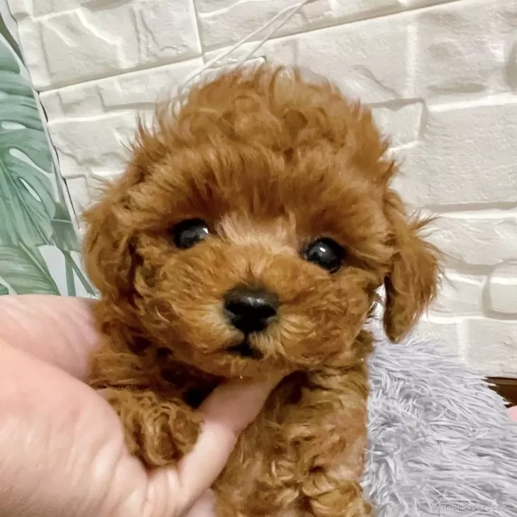 K.Y 様のお迎えした子犬