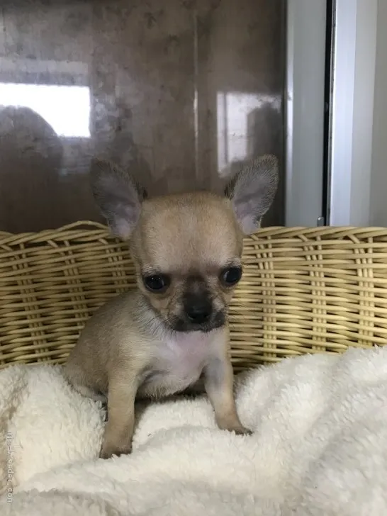 ID：2003-00764の子犬