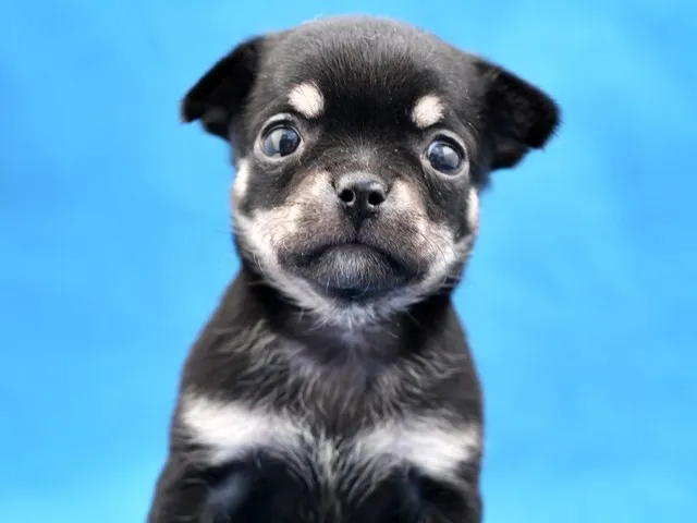 ID:1312-00245の子犬