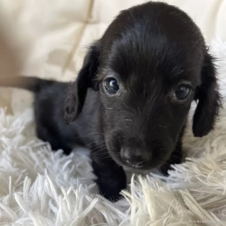 ID:2403-04842の子犬