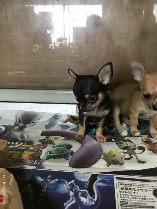 ID:1907-01864の子犬