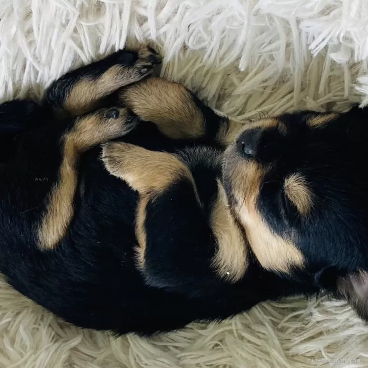 ID:2405-04199の子犬