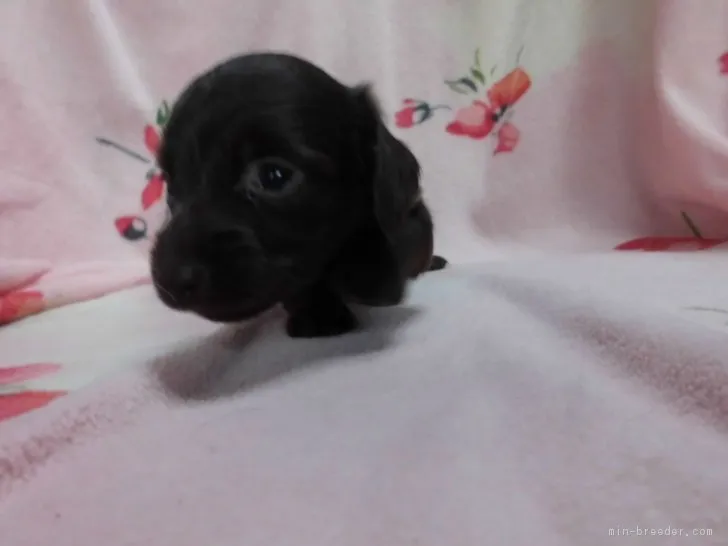 ID:1703-02211の子犬