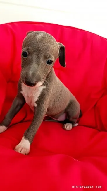 ID:2112-01924の子犬