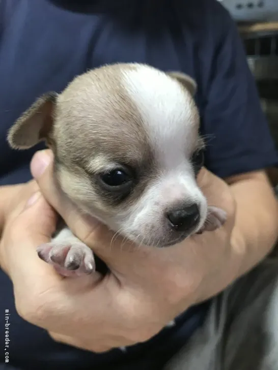 ID:1810-00163の子犬