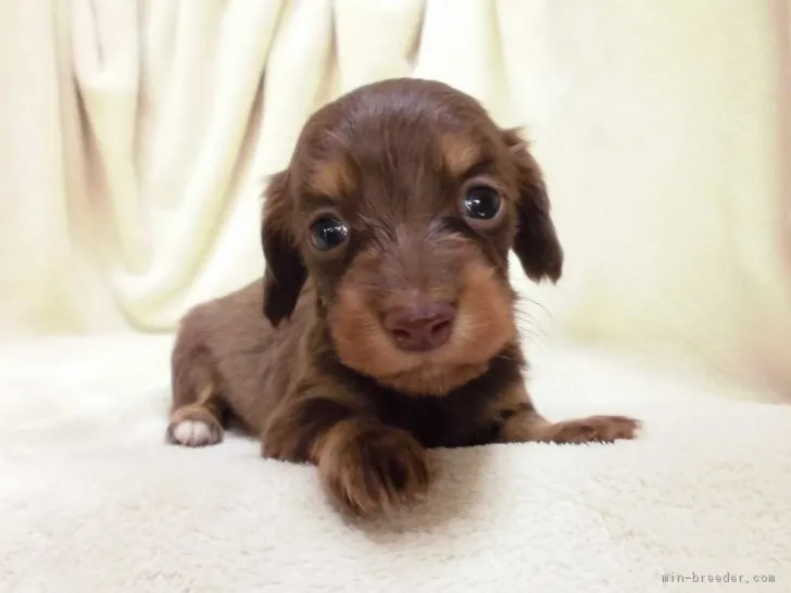 ID:1703-02175の子犬