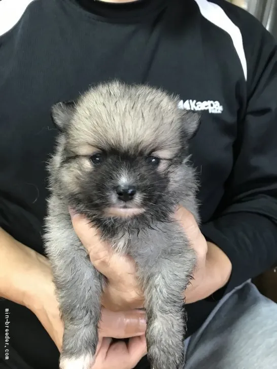 ID:1911-02458の子犬