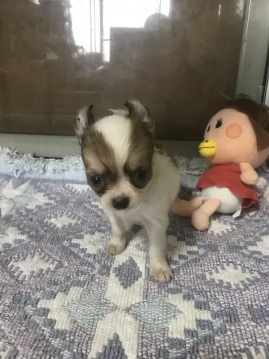 ID:2008-02534の子犬