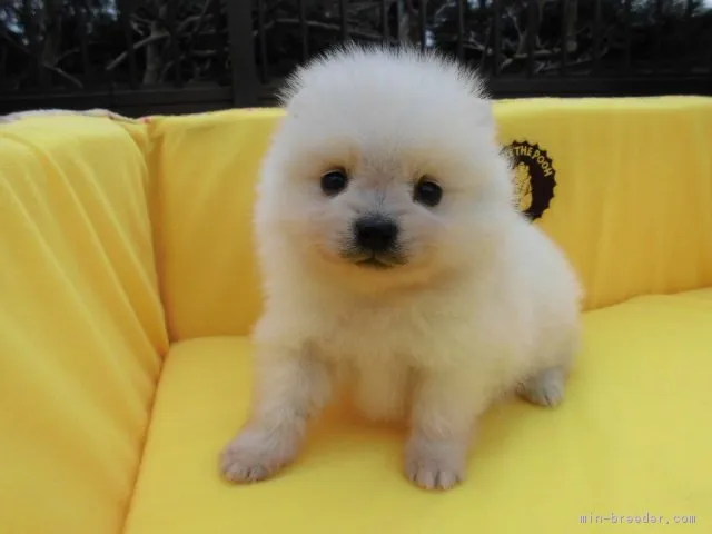 ID:1604-00186の子犬