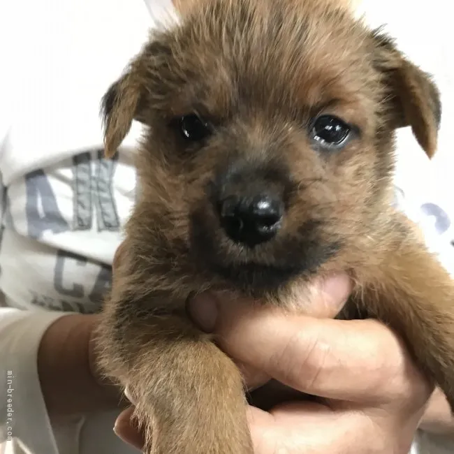 ID:1905-01232の子犬