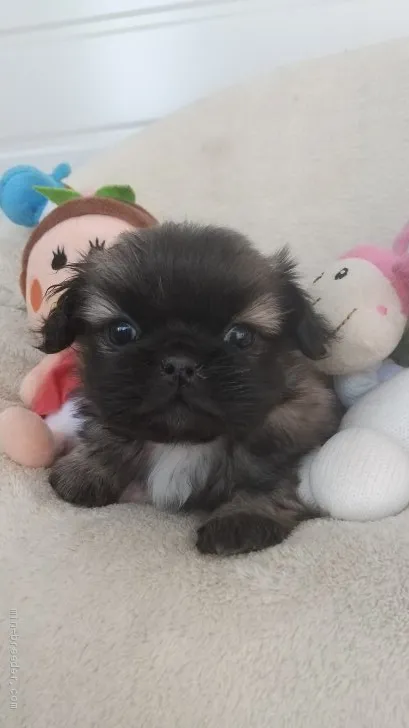 ID:2101-03544の子犬