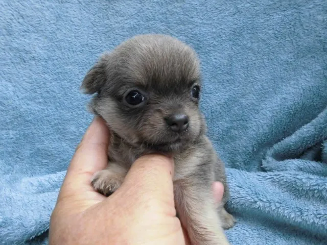 ID:1506-01127の子犬