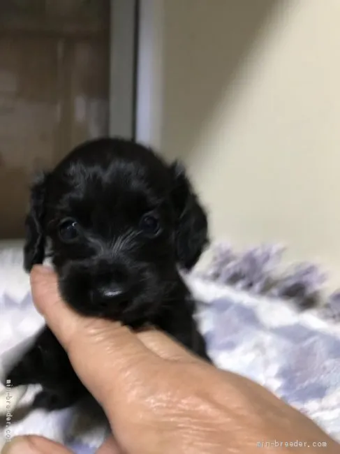 ID:2007-01876の子犬