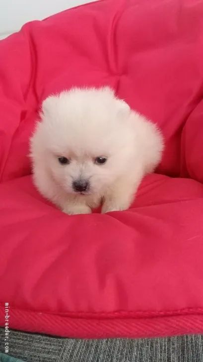 ID：2010-02993の子犬