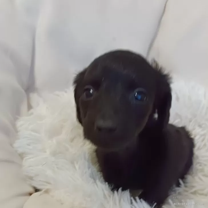 ID:2404-02424の子犬