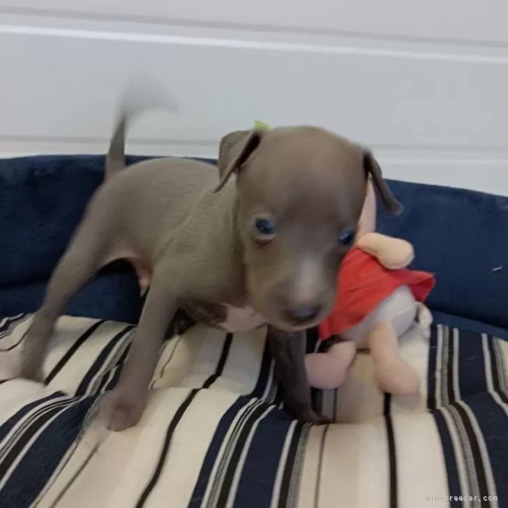 ID：2410-03553の子犬