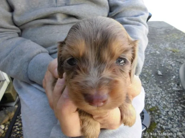 ID:1511-00181の子犬