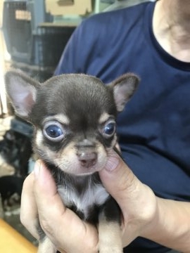 チワワ(スムース)【千葉県・男の子・2018年9月1日・チョコタン】の写真「元気に育っています」