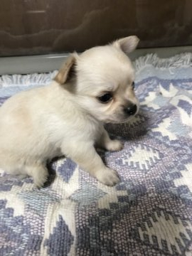 チワワ(ロング)【千葉県・男の子・2019年4月10日・クリーム】の写真「可愛い子です」