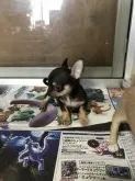 チワワ(スムース)【千葉県・男の子・2019年6月8日・ブラックタン】の写真2