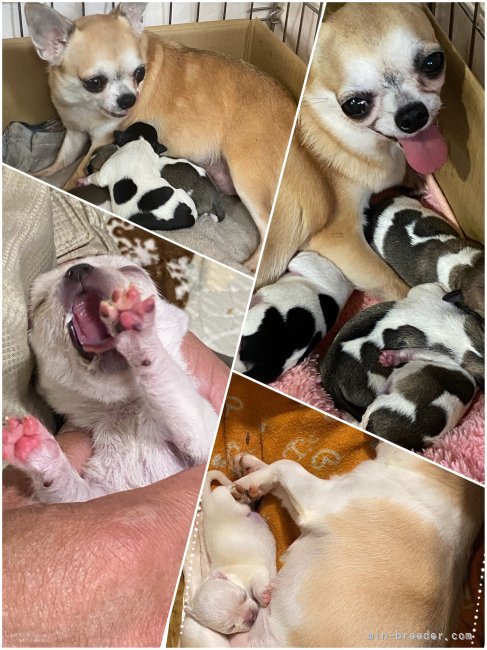 大谷　美奈子(おおたに　みなこ)ブリーダー(埼玉県・チワワ(スムース)など・JKC登録)の紹介写真5