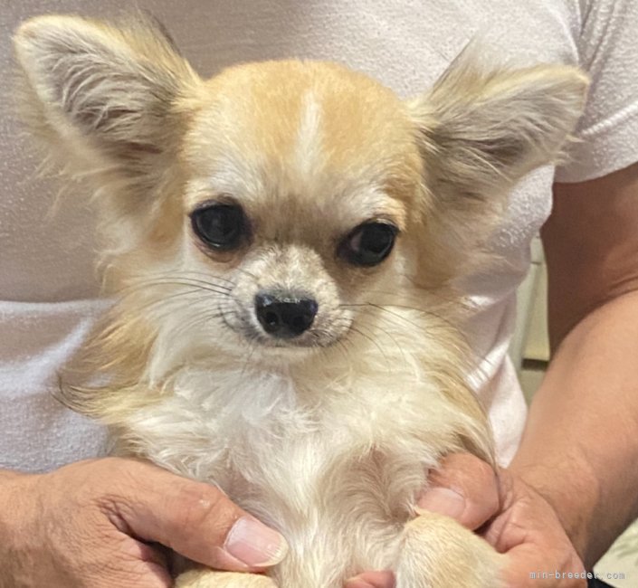 チワワ(ロング)【・男の子・2023年10月31日・フォーンセーブル&amp;ホワイト】