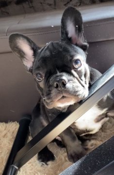 フレンチブルドッグ【埼玉県・男の子・2020年10月3日・ブリンドル】の写真「明るい性格で可愛いお顔の男の子」