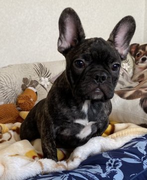 フレンチブルドッグ【埼玉県・男の子・2020年10月3日・ブリンドル】の写真「明るい性格で可愛いお顔の男の子」