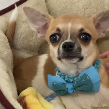 チワワ(スムース)【埼玉県・男の子・2022年1月23日・白茶パーティー】の写真「丁度良いサイズの明るい性格の男の子💓💞」