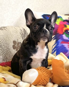 フレンチブルドッグ【埼玉県・男の子・2020年10月3日・ブリンドル】の写真「おデコの白がチャームポイント！ムチムチなハンサム君」
