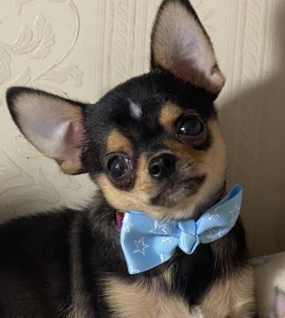 チワワ(スムース)【埼玉県・男の子・2021年10月8日・ブラックタン】の写真「しっかりボディで超可愛いハンサムくん💓💞」