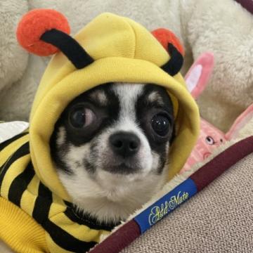 チワワ(スムース)【埼玉県・男の子・2022年1月23日・白黒パーティー】の写真「元気いっぱい小ぶりな男の子💓成犬時もコンパクト❣️」