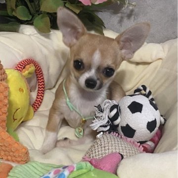 チワワ(スムース)【埼玉県・男の子・2023年9月18日・フォーン&ホワイト】の写真「クリクリお目目で可愛い小ぶりな優しい性格の男の子」