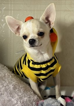 チワワ(スムース)【埼玉県・男の子・2020年6月14日・クリーム&ホワイト】の写真「性格も最高！しっかりボディで超可愛いお顔の男の子」