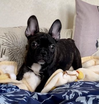 フレンチブルドッグ【埼玉県・男の子・2020年10月3日・ブリンドル】の写真「元気いっぱい！わんぱく坊主！」