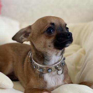 チワワ(スムース)【埼玉県・男の子・2022年6月15日・レッド】の写真「ガン黒がチャームポイントな明るい性格の男の子💓💞」