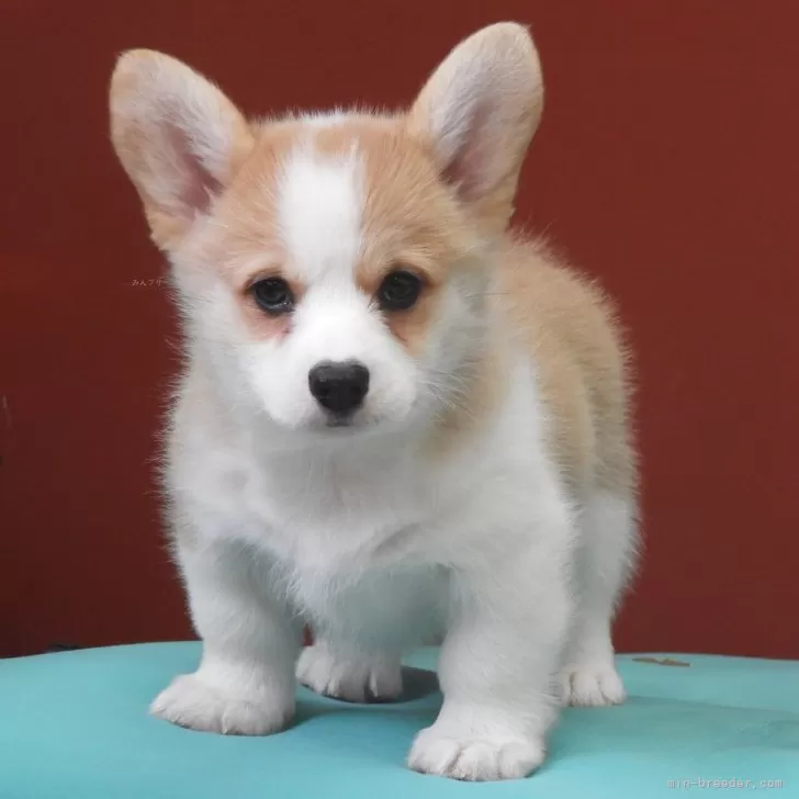 ID：2412-04014の子犬