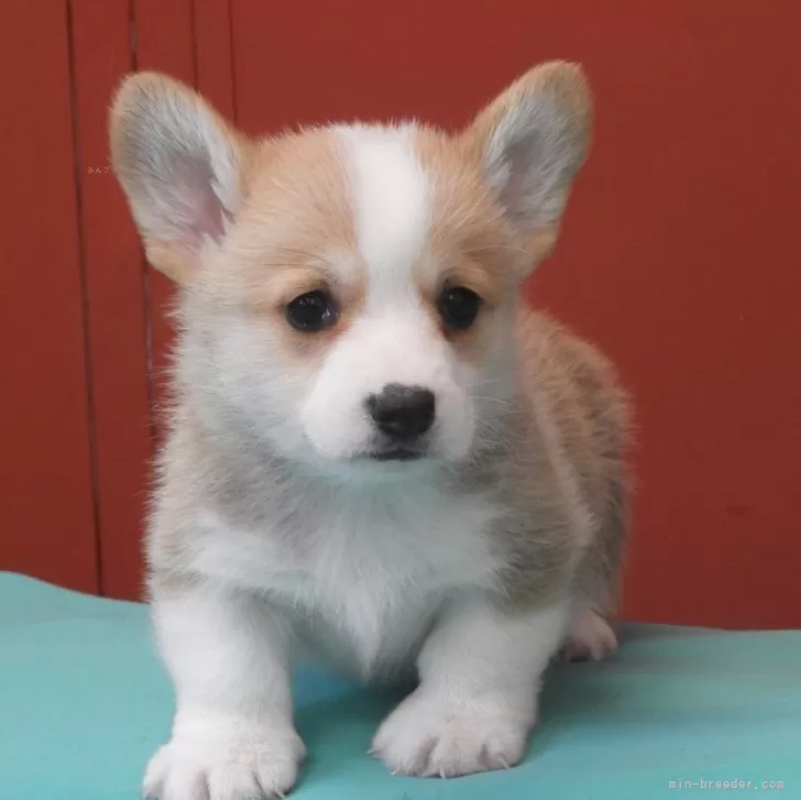 ウェルシュ・コーギー・ペンブローク【静岡県・男の子・2025年1月11日・レッド&amp;ホワイト】の写真1