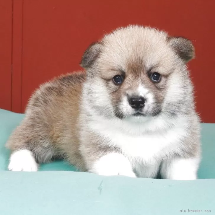 ID:2504-05478の子犬