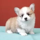 ウェルシュ・コーギー・ペンブローク【静岡県・女の子・2025年3月18日・レッド&ホワイト】の写真2