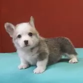 ウェルシュ・コーギー・ペンブローク【静岡県・男の子・2025年5月11日・レッド&ホワイト】の写真3