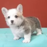 ウェルシュ・コーギー・ペンブローク【静岡県・男の子・2025年5月11日・レッド&ホワイト】の写真6